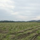 국소정쌀 만쉐이~~~^ ^/ 무사히 추수했어요 🌾 이미지