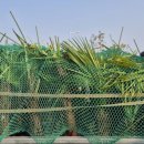 치상농장 이미지