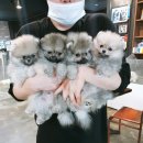메르시몽프레 포메분양&애견카페 이미지