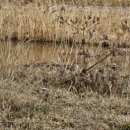 안산천1 이미지