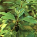 완도 주도 상록수림 이미지