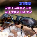 경기도 양평군 양평유치원 | 경기 양평 아이와 함께 가볼 만한 곳 굼벵이 프로농장 곤충 실내 동물원 사육시설 체험 키즈카페