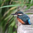 자글자글 이미지