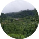 안동댁 과수원