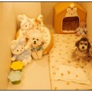 부산애견호텔 강아지 유치원 맘바이 서면본점 이미지