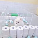 댕댕큘럼 이미지