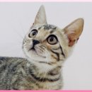 광주캐터리 이미지