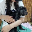 까페 개정촌 | [정왕동 애견카페 개정촌, 귀여운 아가들]시흥 애견카페