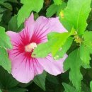 애견가족 이미지