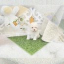 수서동물병원 | 수서 강아지분양 나 홀로족의 말티폼분양 성공 비결? (+꿀팁)