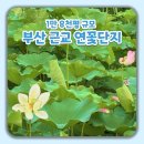 제24회 밀양공연예술축제 | 모르고 가면 손해! 7월 경남 꽃구경 1만 8천평 밀양연꽃단지 방문팁