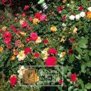 온조마루근린공원 이미지