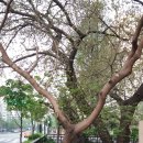 잠실리뽕나무 이미지