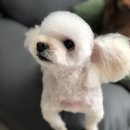 예쁜너를위한 이미지