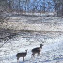 강원사슴목장 이미지