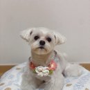 애옹애몽 이미지