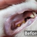 청학동물병원 | 양치와 각종 치석제거용품을 사용하다 포기한 집사의 스케일링 후기- 스케일링 후 관리까지