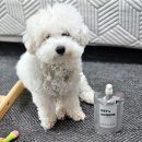 펫츠 퀴진 이미지