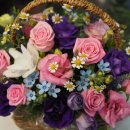 핑크랑보라 이미지