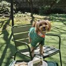 헤일로92 | 전주 근교 대형카페 헤일로92 애견 동반이 가능했지만 아쉬웠던 곳