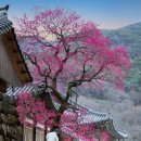 이문영 행정사사무소 | 목록정보시스템에 품목등록을 하지 않아도 학교장터에 견적등록이 가능한 품목입니다 (LEE&amp;K행정사 사무소)