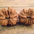 귀족호도 이미지