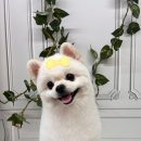 엔젤라독 이미지