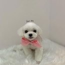 디어펫살롱 이미지