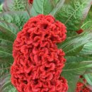 맨드라미농장 이미지