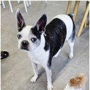 강아지의 하루 | 휴일도 이천점 강아지랑 함께 쉬는 하루 후기