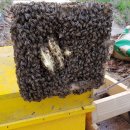 벌과 사람 이미지