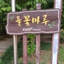 가을나들이코스 노랑코스모스와 붉은빛 댑싸리