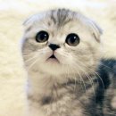 베스트고양이병원 이미지