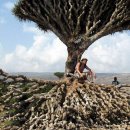 유네스코 자연유산 예멘 소코트라 (Socotra Island) 이미지