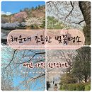 대우교통(주) | 해운대 벚꽃길 추천 아이랑 걷기 좋은 조용한 명소 4곳 (주차 &amp; 주변 맛집 현지인 꿀팁)
