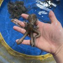 대물암치홍어 반건조두절파조기 새조개살 세발낙지 판매합니다!! 이미지