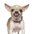 늙은 개 이미지