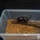 창녕우포곤충나라 이미지