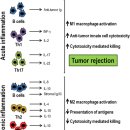persistent antigen stimulation - T cell의 역할, 분화, PCA 이미지