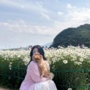 샤스타데이지와 보라색유채꽃을 볼 수 있는 애견동반 바실라커피 내돈내산 솔직 후기