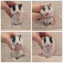 (주)폴리모프 네이버블로그