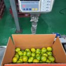 소용농장 | 효돈의 신뢰, 타이벡 포장으로 더욱 완벽해진 농장직송 극조생 감귤!