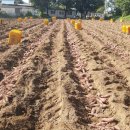 구미로컬푸드협동조합 이미지