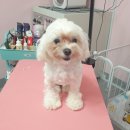 DOG LOVE WITH 란 이미지