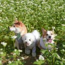 애견가을농장 이미지