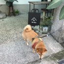 Hi 댕댕 이미지