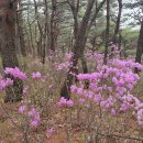 포항 매봉산~고주산 이미지