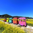 맹방유채꽃마을 이미지