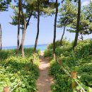 엘까미노 이미지