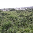 강정동-29 이미지